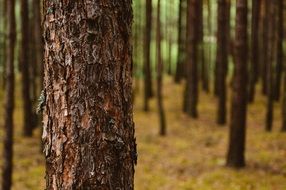 brown trees bark trunk forest