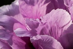 lush peony bud
