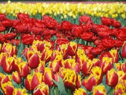 Beautiful yellow and red colorful tulips in a greenhouse