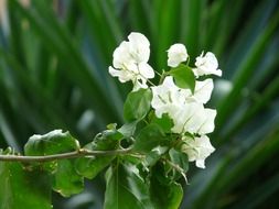 bougainvillea is a triple flower