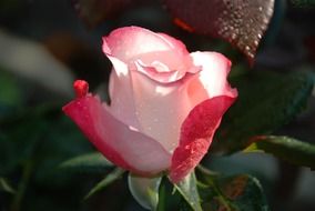 Beautiful white and red rose in spring