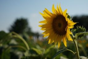 big sunflower summer
