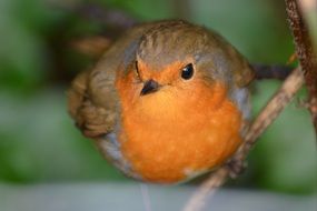 robin perched on the tree twig