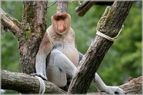 proboscis monkey sits on log