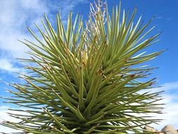 cactus spikey plant