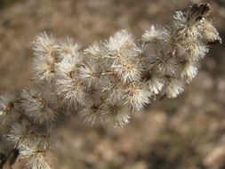 plant with fluffy seeds close up