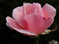 expanded pink rose flower on a black background