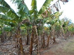 Banana Plantation in Africa