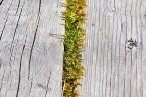 moss on a wood close-up