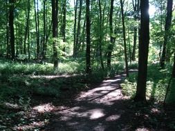 sunbeams among a peaceful forest