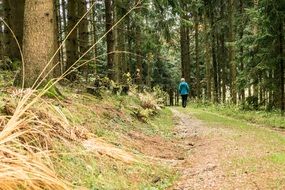 hiker in an autumn forest