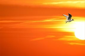 Colorful flying gull at beautiful and colorful sky background