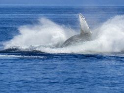 jumping humpback whale in the ocean