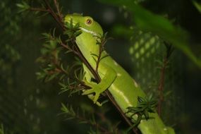 Cute and colorful lizard on a branch in the wild