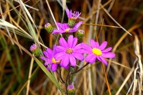 purple daisies on the background of dry grass