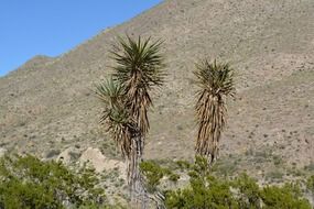 unusual plants desert green landscape