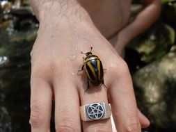 big black-orange beetle on the hand