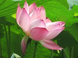 astounding lotus