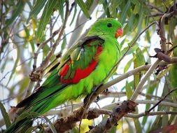 bright green parrot on a tree branch