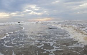 ocean turtle on a sand beach