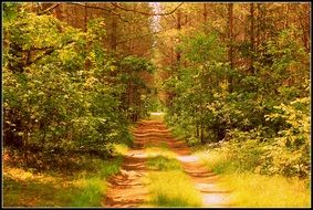 path in a colorful forest in a black frame