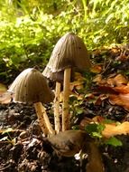 forest toxic mushrooms