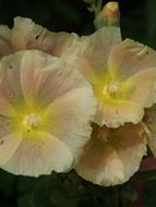 closeup photo of surprising beauty yellow plants