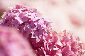 bunch of pink hydrangeas
