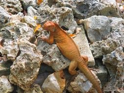 orange iguana on a stone