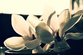 amazing beauty white flowers
