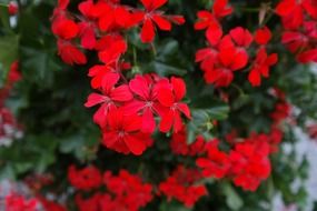 scarlet geraniums in the greenhouse