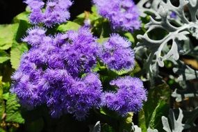 ageratum, purple flowers in garden on a blurred background