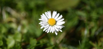 astounding daisy white