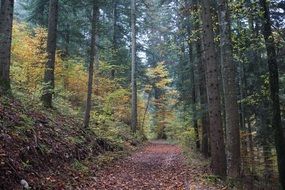 autumn forest tree path