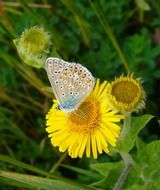 a common blue butterfly on the yellow flower