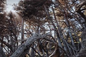 tree branches in a forest