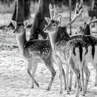 Deers in the wildlife