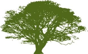 green silhouette of a big tree as a graphic illustration