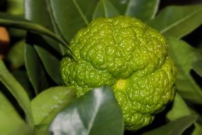 Macro picture of green lemon plant