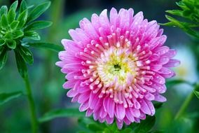 Closeup photo of Pink daisy flower