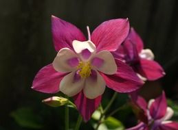astounding pink flower