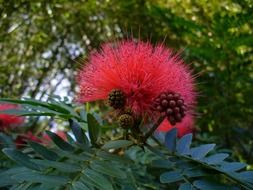 fluffy red flowers on the bush