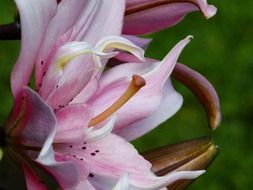 astounding lily flower