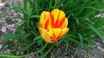 yellow tulip with red spots
