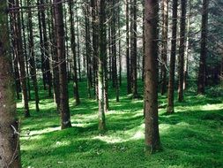 Green grass and trees in the forest