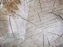 tree trunk cut close-up