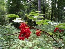 red berries of viburnum in the forest