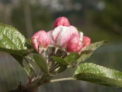 closed apple tree buds close-up on blurred background