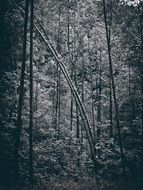 tall trees in dark forest, black and white