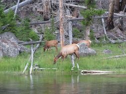 flock of young american elks grazing at water in wilderness